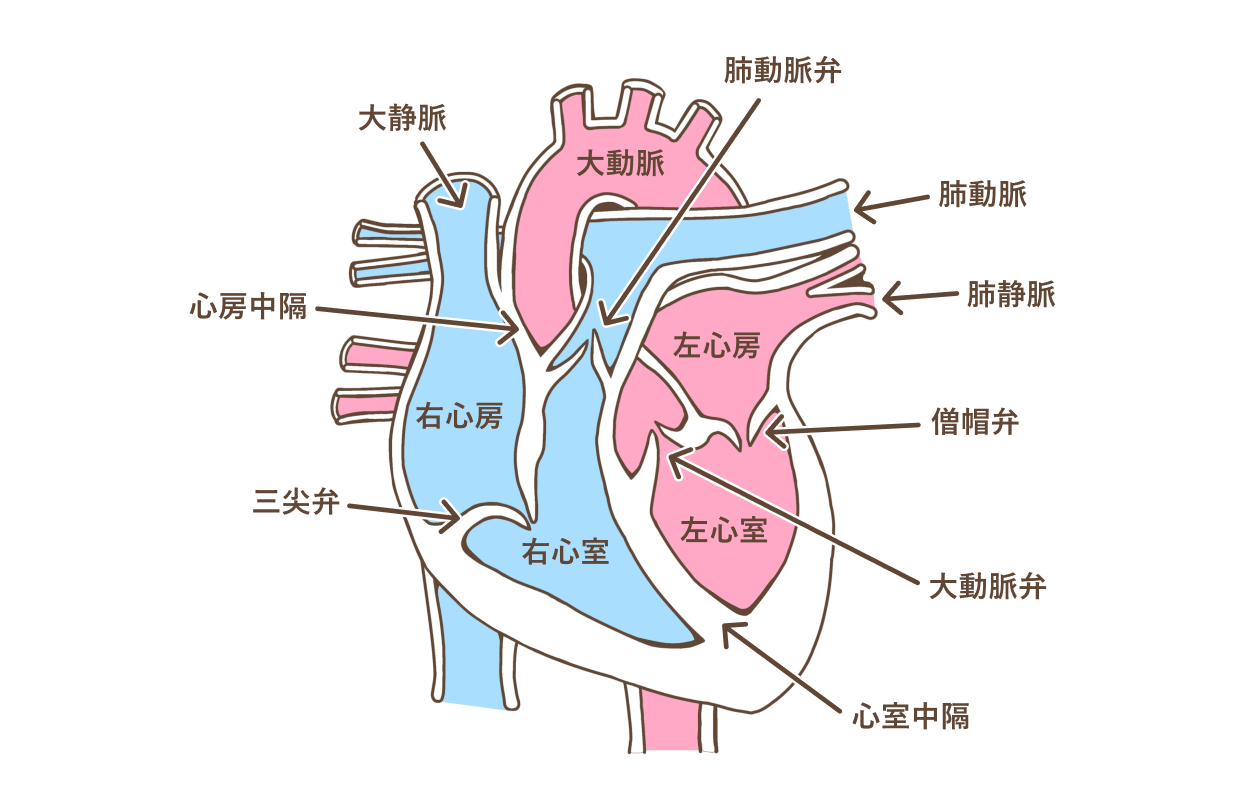 心脏疼怎么办一阵一阵？深度解析胸痛类型及应对策略