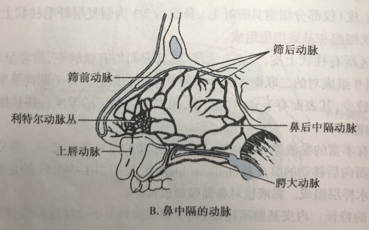 鼻子出血怎么办？家庭急救指南及预防措施详解