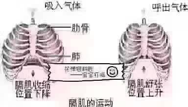 人为什么会打嗝？探秘打嗝的生理机制、常见原因及应对方法