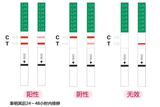 精准计算排卵期：方法、技巧及误区解读