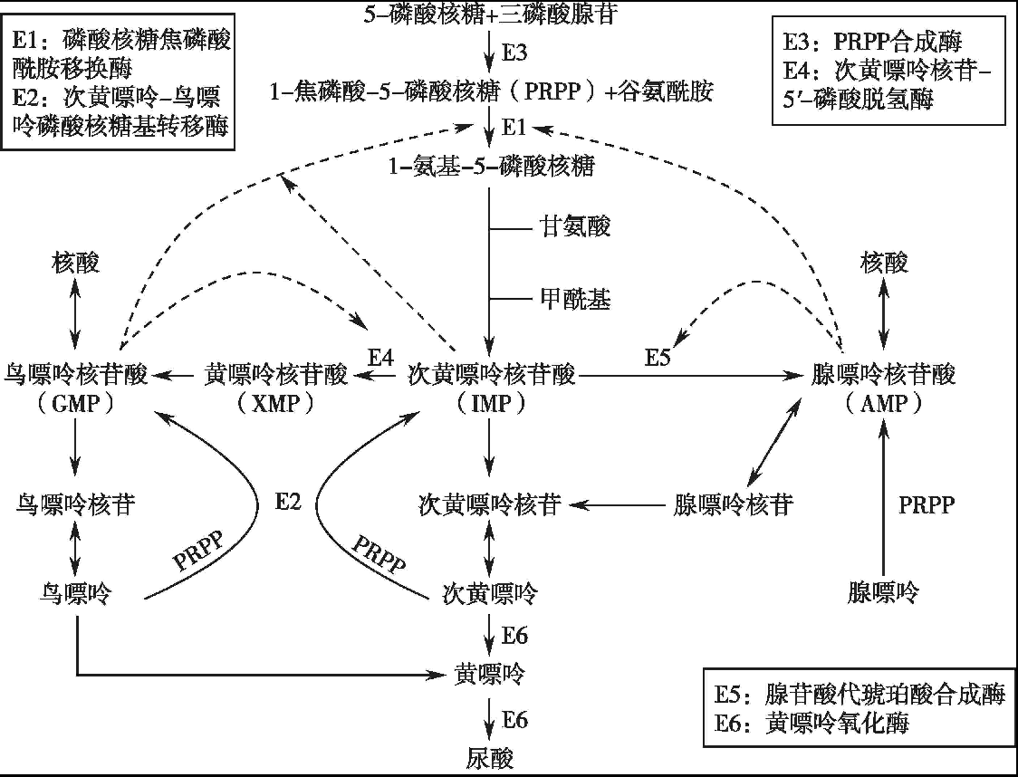 痛风是怎么引起的？深入探讨高尿酸血症与痛风发作的机制