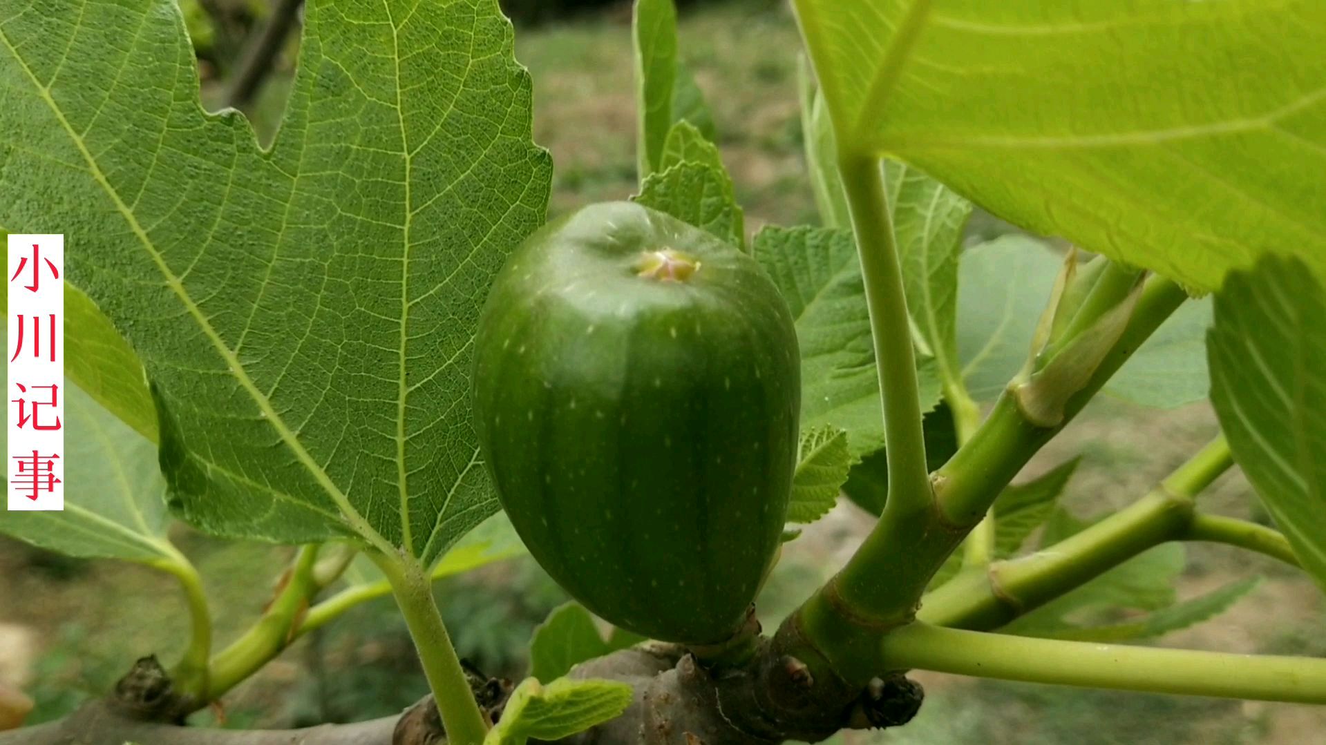 无花果怎么吃？鲜食、干食、入菜，营养美味多角度解析