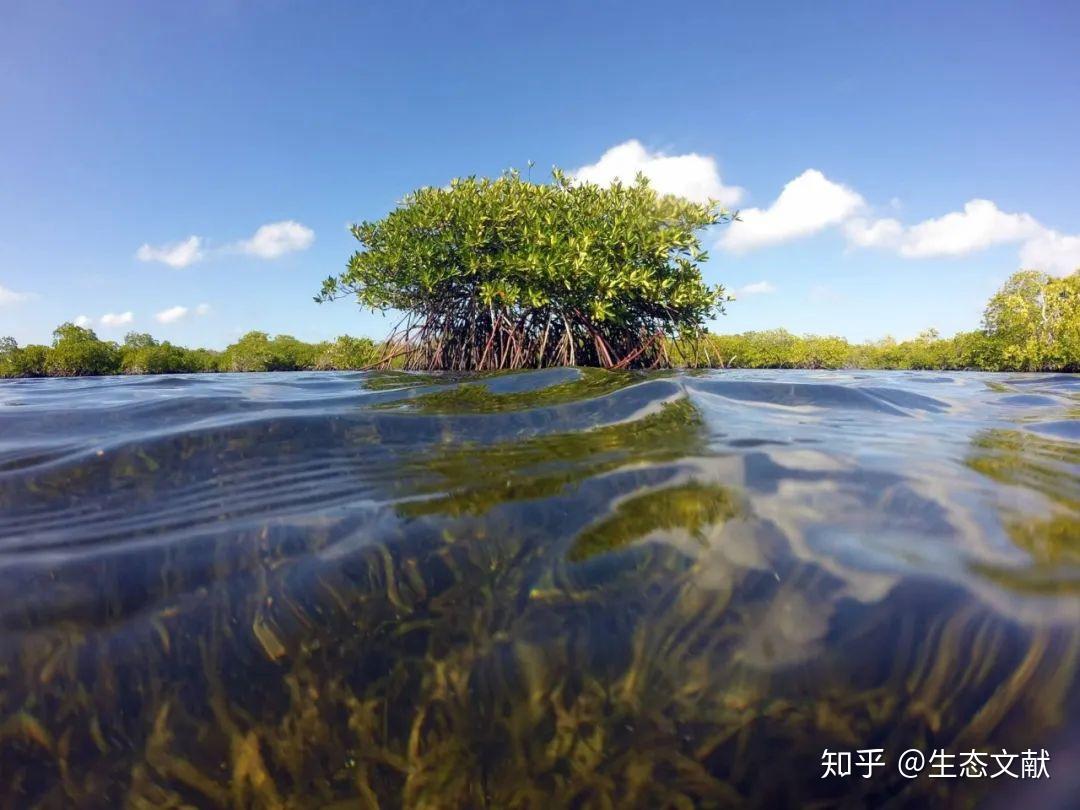 红树林为什么叫红树林？探秘红树林名称的由来及生态价值