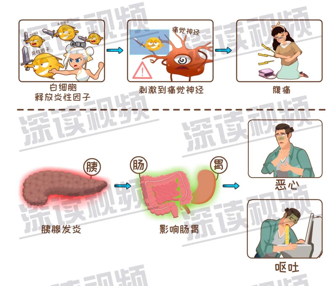 胰腺炎血糖升高的原因深度解析：从胰岛素分泌到炎症反应