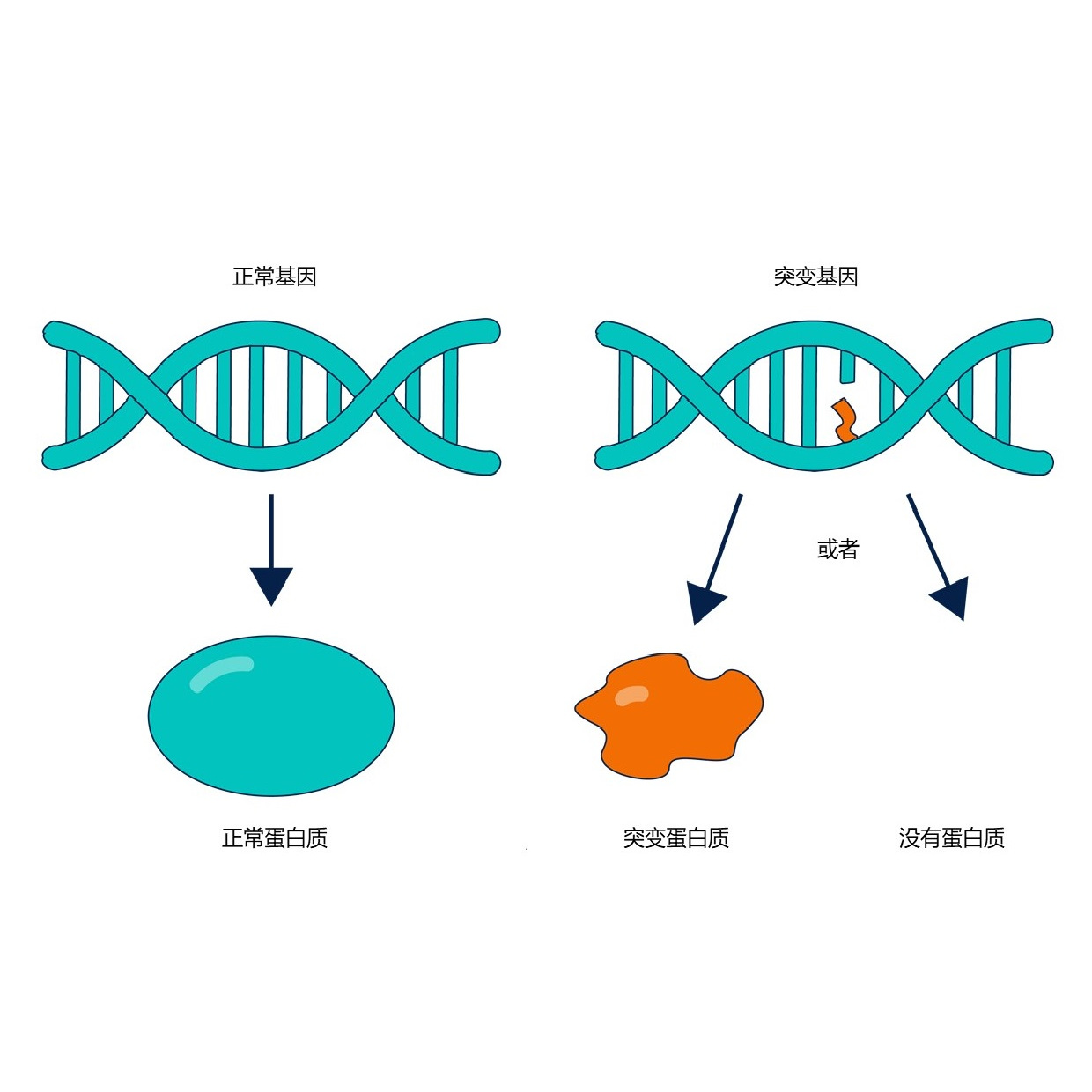 卵巢囊肿怎么造成的？探秘病因及预防方法