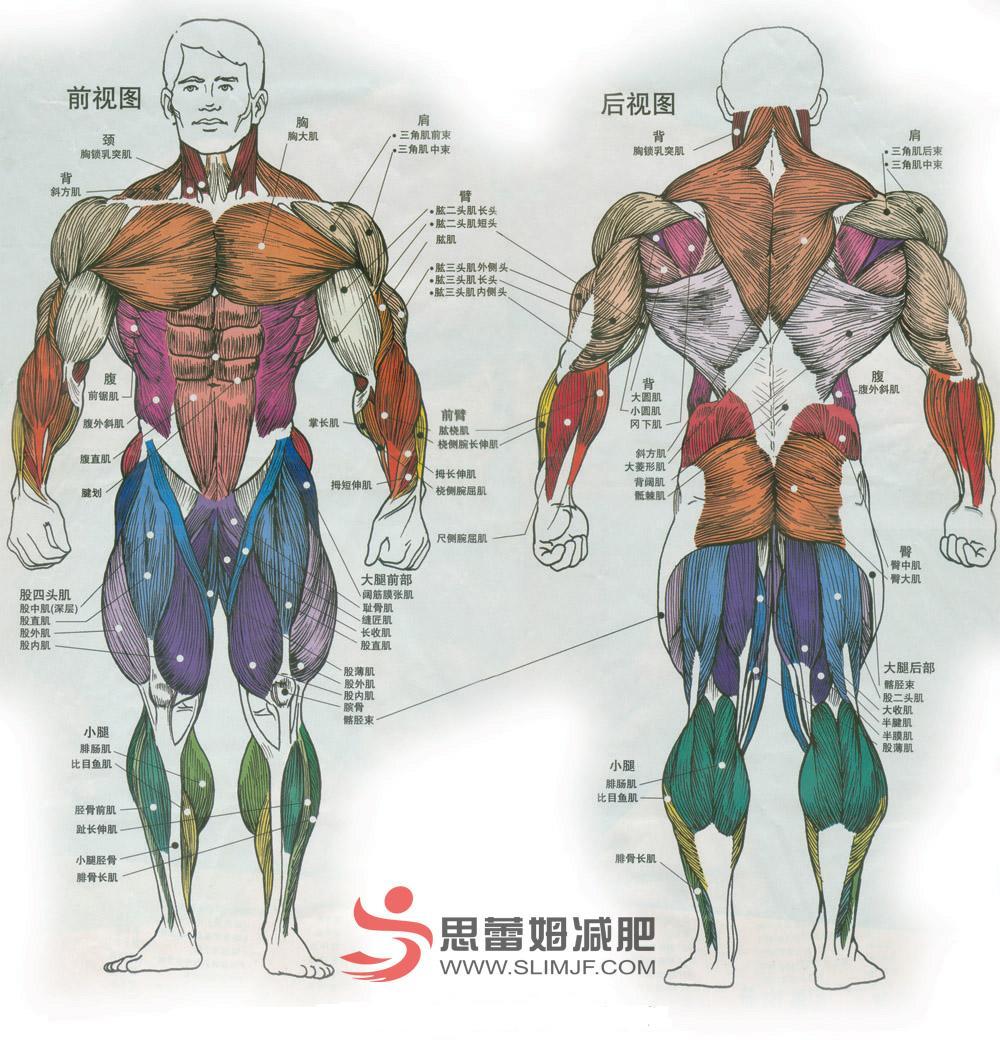 腿长怎么量从哪到哪？权威测量方法及误区详解