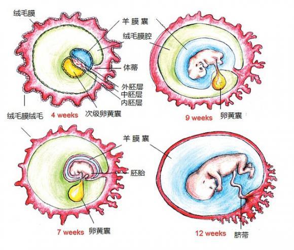 子宫囊肿是怎么形成的？探秘子宫囊肿的成因及类型