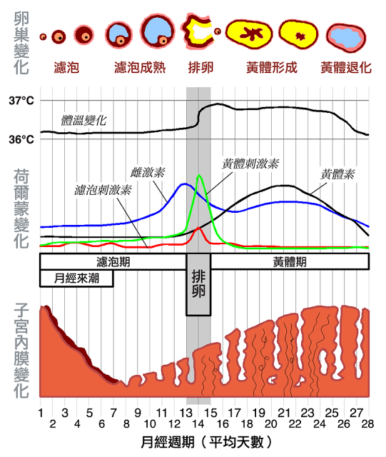 外阴萎缩怎么治疗？权威指南解读治疗方法、注意事项及未来展望