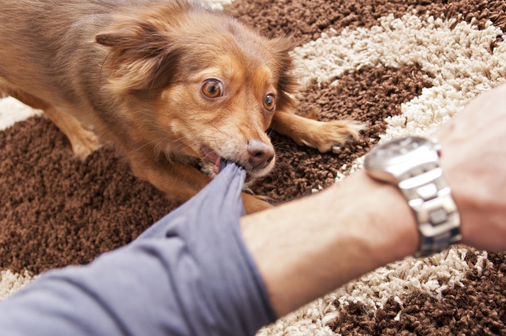 怎么训练博美？从幼犬到成年犬的全面训练指南