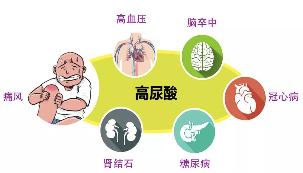 尿酸高是怎么造成的？高尿酸血症的成因深度解析及预防策略