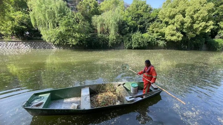 柳树的种子传播方式：探秘柳絮飞扬背后的奥秘