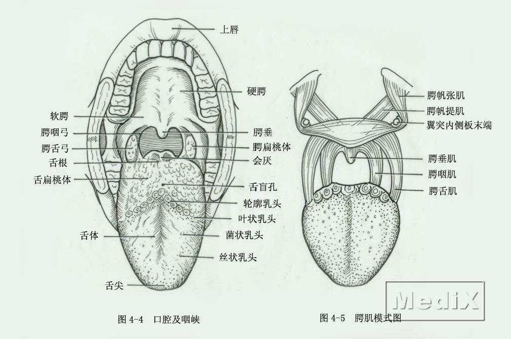 烂舌头怎么办？口腔溃疡、地图舌等问题深度解析及应对策略