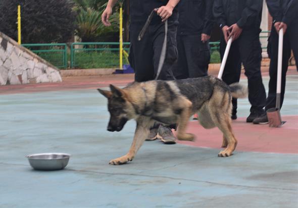 警犬训练全攻略：从基础服从到专业技能，详解警犬训练方法及技巧