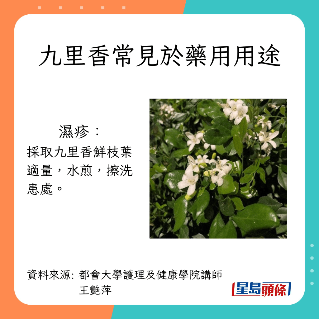 九里香怎么养：从种植到养护的完整指南，助你轻松拥有芬芳满园