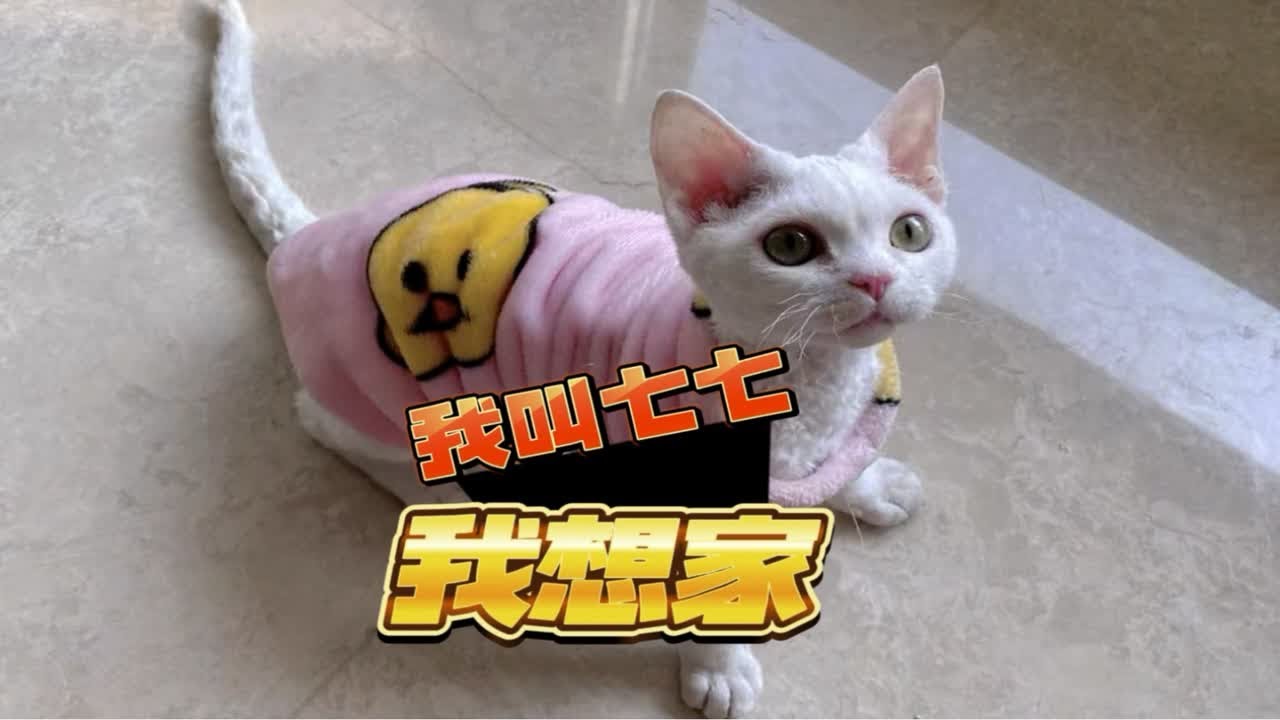 猫跑了怎么办？寻猫指南及有效预防措施