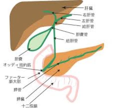 胆管扩张是怎么回事？深度解析胆管扩张的原因、症状及治疗方法