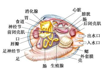 扇贝怎么清洗？彻底清洁指南及常见问题解答