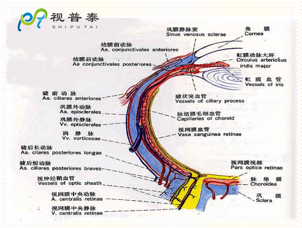 在家轻松去除眼袋：有效方法、潜在风险及实用建议