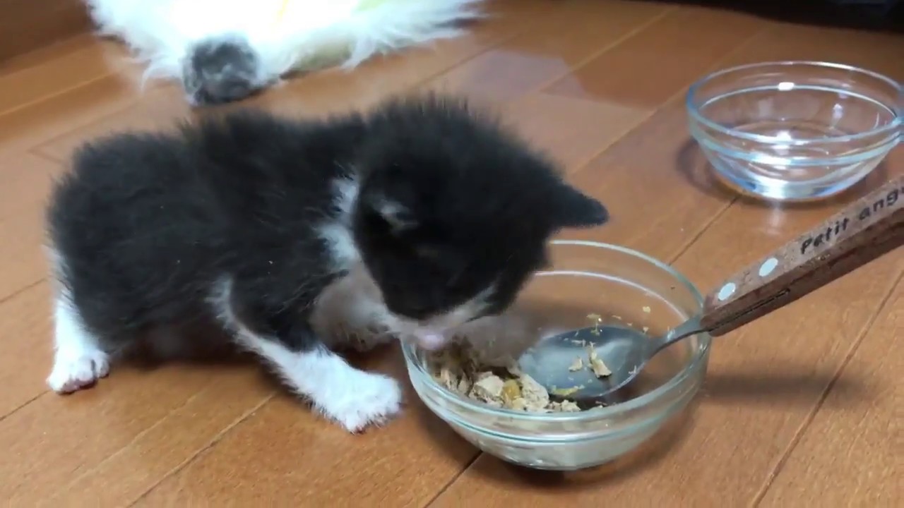 猫子冬天怎么保暖？从家内环境到食物选择的完全指南