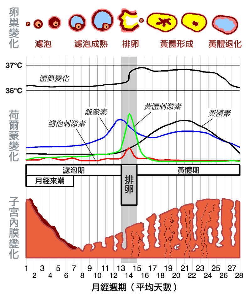 排卵期怎么算的？详解排卵期计算方法及误差分析