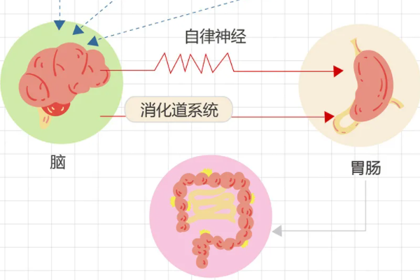 肠易激综合征深度解析：症状、诊断、治疗及护理