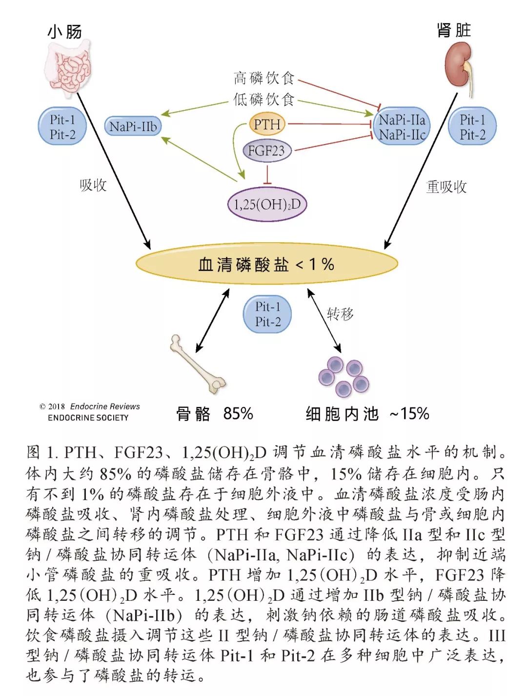 磷低是怎么回事？深度解析低磷血症的成因、症状及治疗