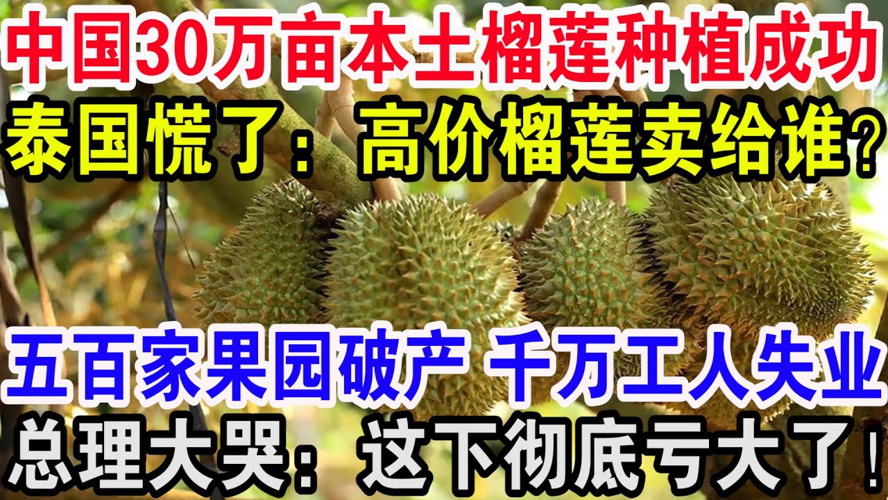 怎么种植榴莲：从选种到采收的完整指南，附带常见问题解答