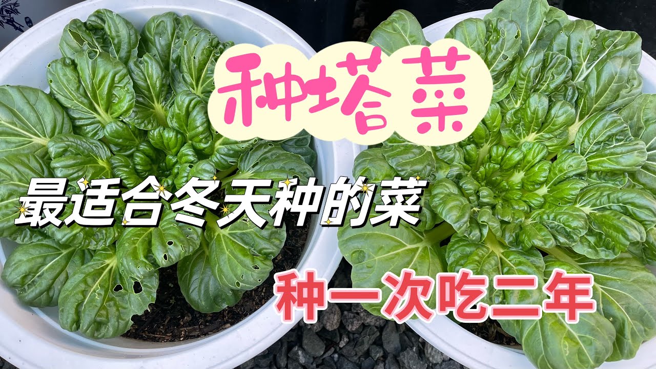 塔菜怎么做好吃？解锁塔菜美味的秘诀与技巧