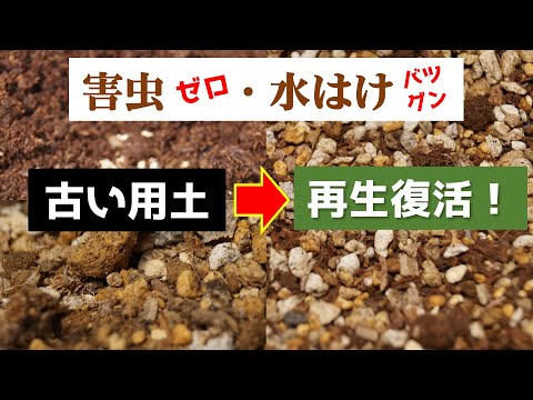 多肉切头完经指南：从写手到再生的完整指当