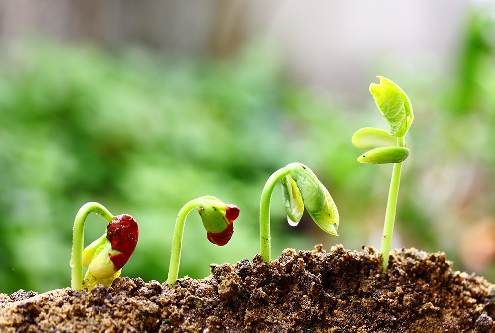 枫花怎么养植？从选植到维护的全面解释