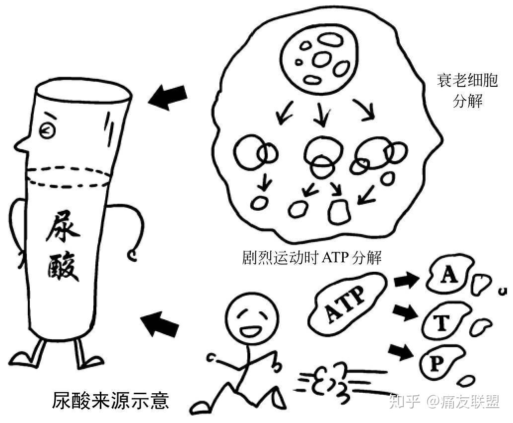 尿酸怎么查？详解尿酸检查方法及结果解读，助您远离高尿酸困扰