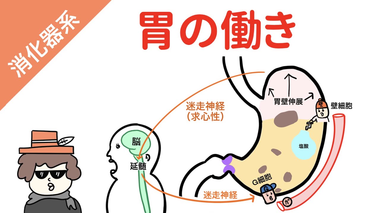 何么判断胃已经排空了？从多个角度分析胃排空的时间和方法