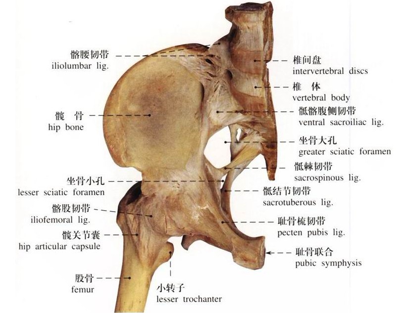 髋关节滑膜炎怎么治疗最有效？权威解读及最新治疗方案