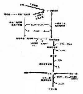 三油甘脂高怎么办？深度解析及有效应对策略