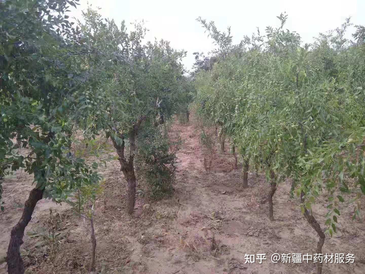 酸枣仁怎么吃治失眠？详解酸枣仁的食用方法及功效