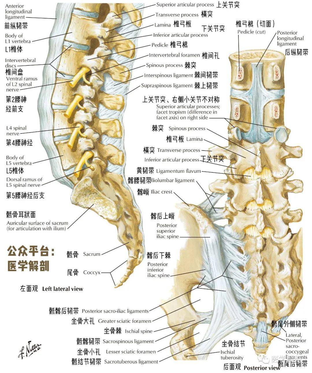 腰往下一点屁股上面那段疼怎么办？全面解析及应对策略