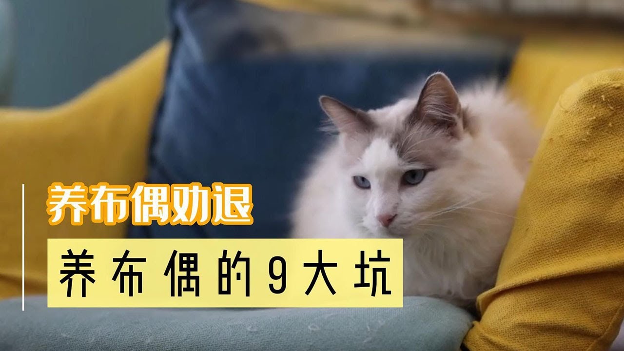 布偶猫喂养指南：从饮食到健康，全面解析布偶猫的喂养方法