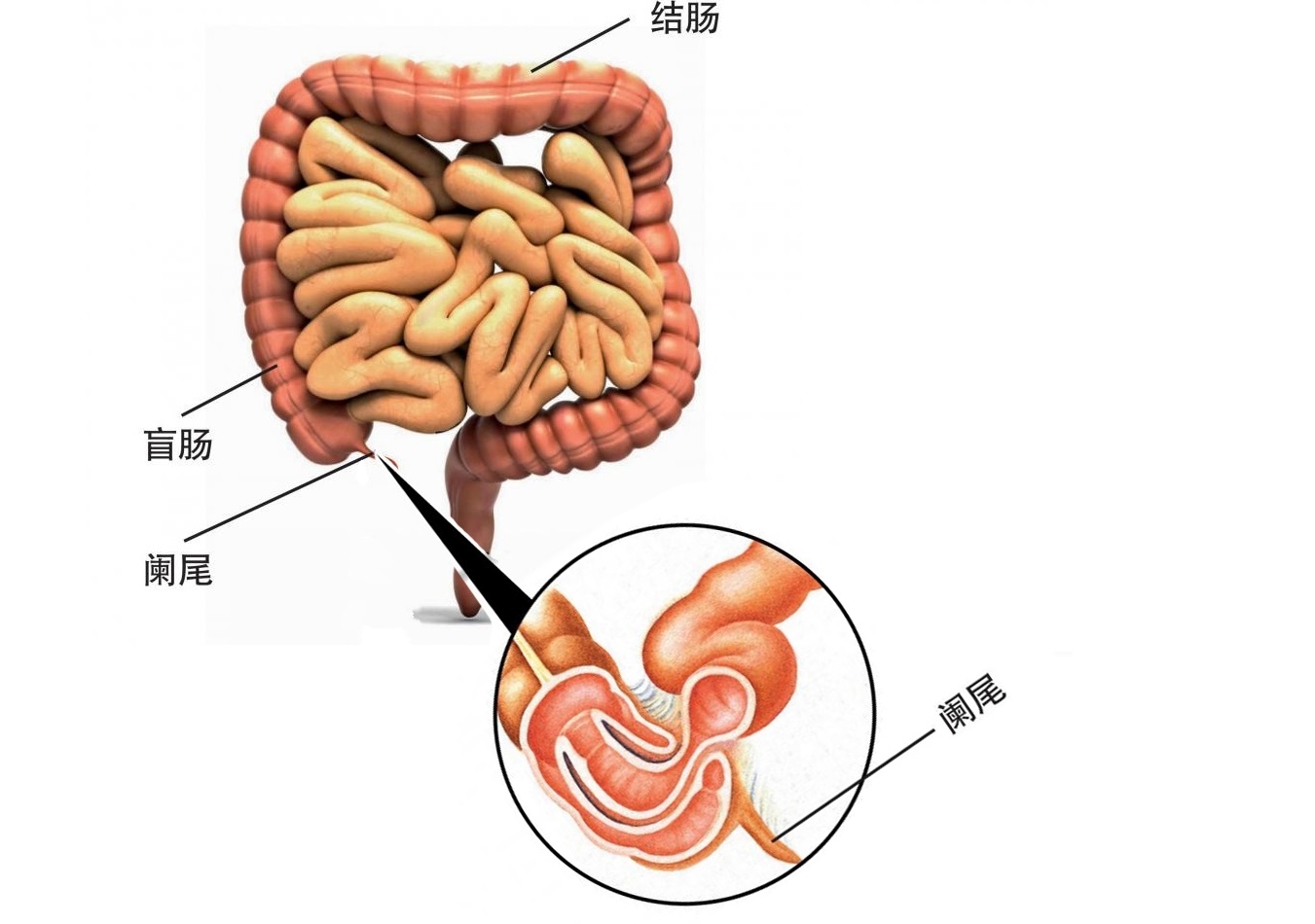 小肚子痛是怎么回事？深度解析女性小腹疼痛的常见原因及应对方法