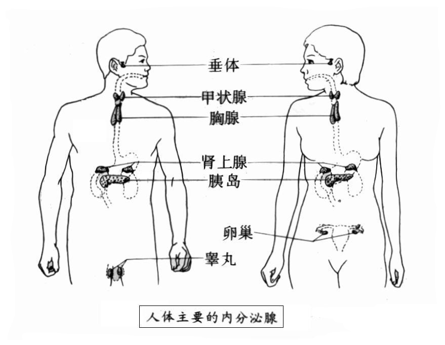 血压高是怎么引起的？探究高血压的成因及防治策略