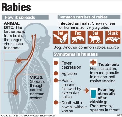 猫患狂犬病的早期症状及判断方法：如何识别并应对潜在风险？