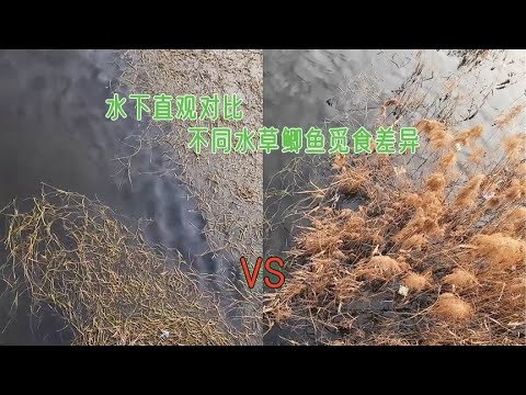 冬季怎么钓鲫鱼？掌握技巧，轻松应对冰雪寒冬的垂钓挑战