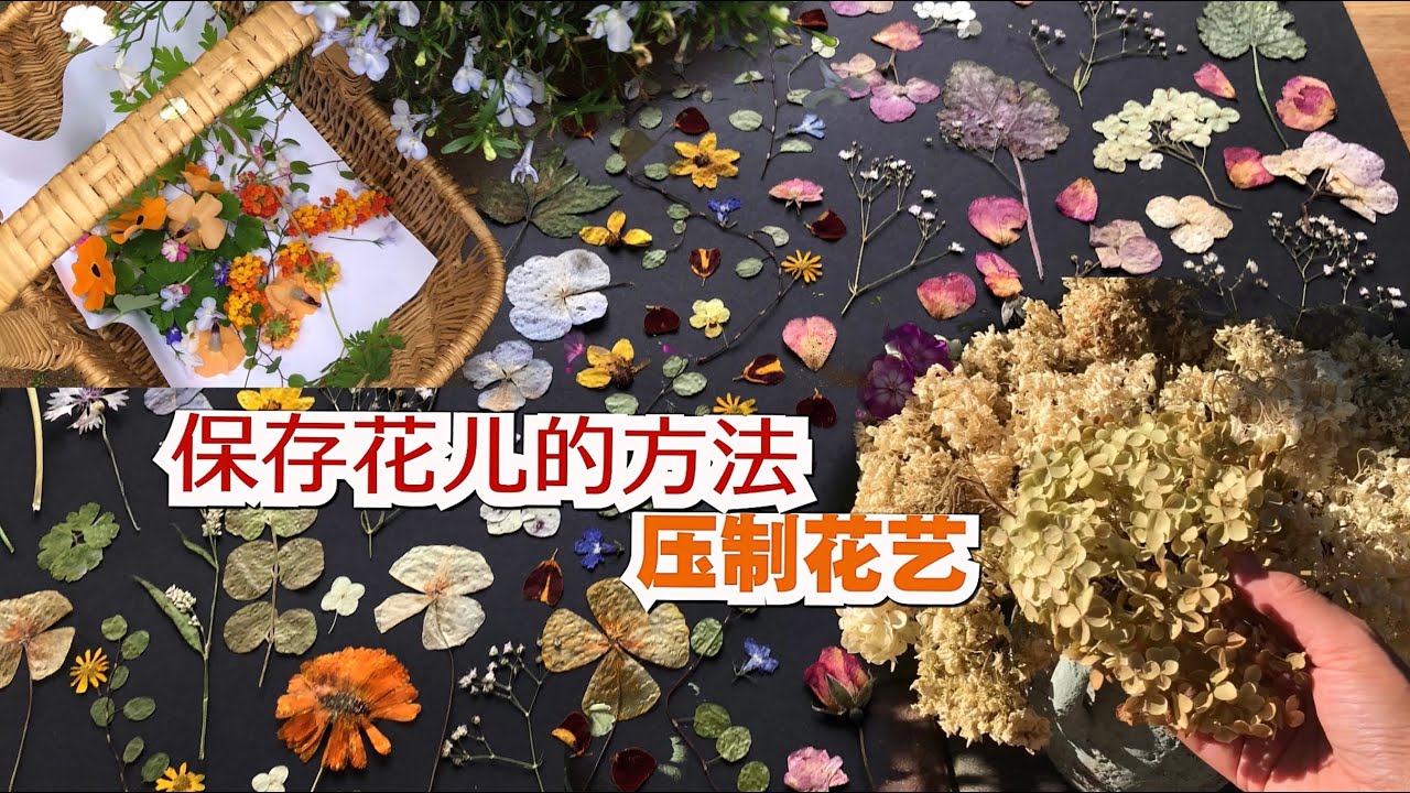 绣球花制作全攻略：从入门到精通，带你轻松玩转绣球花制作