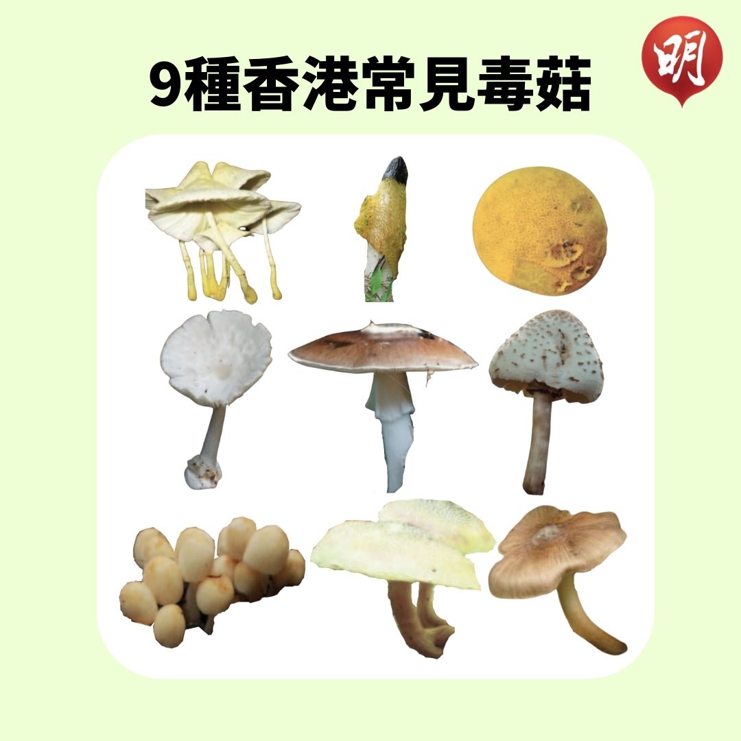 蘊菇痒是怎样引起的？从原因到防治的全面分析