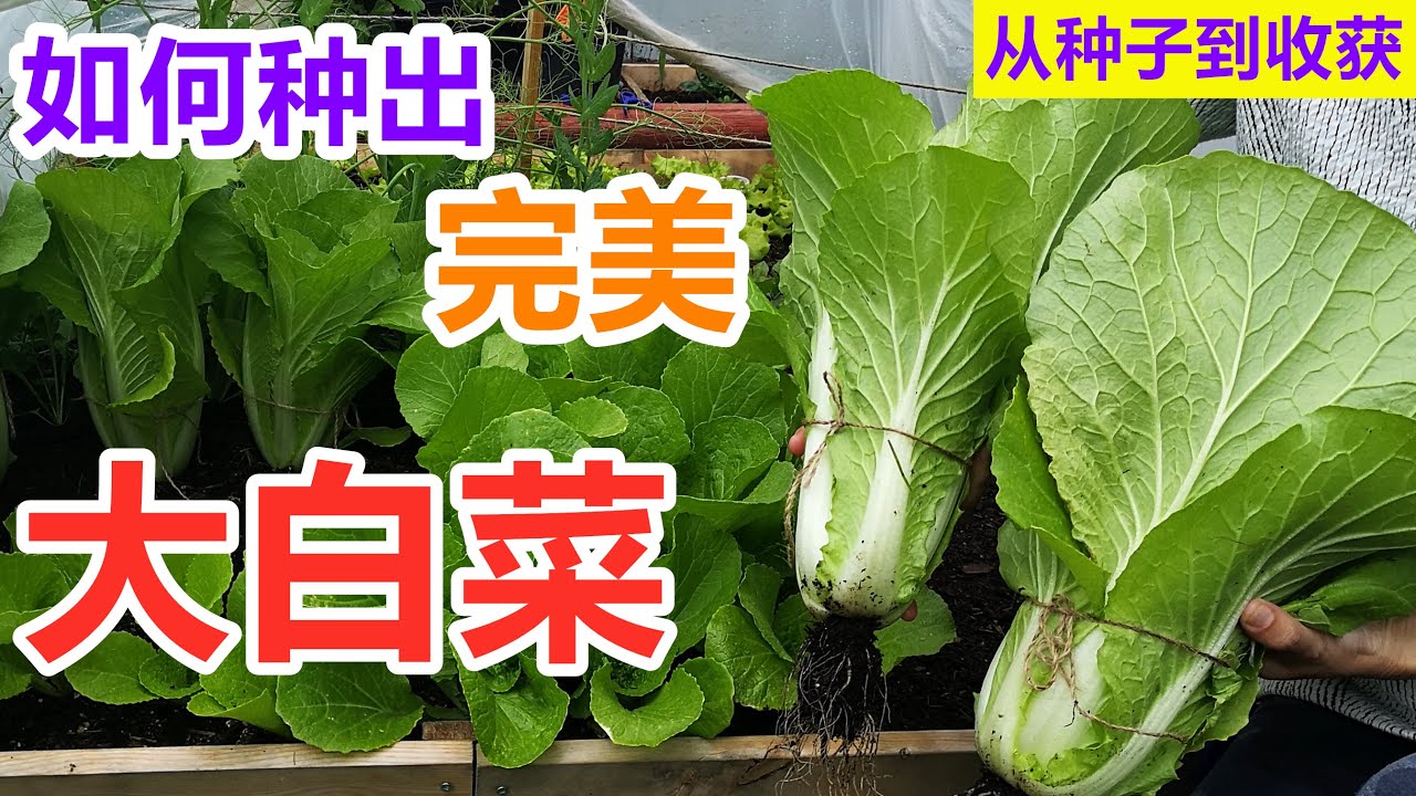 大白菜怎么种？从选种到收获的完整种植指南及技巧详解