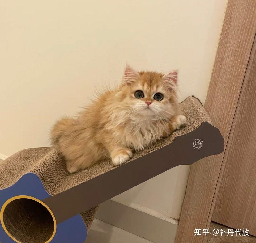 猫咪踩奶怎么办？深度解析猫咪踩奶行为及应对方法