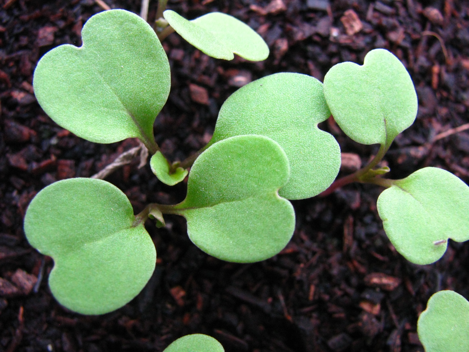 芝麻菜怎么做？一份从入门到精通的完整指南