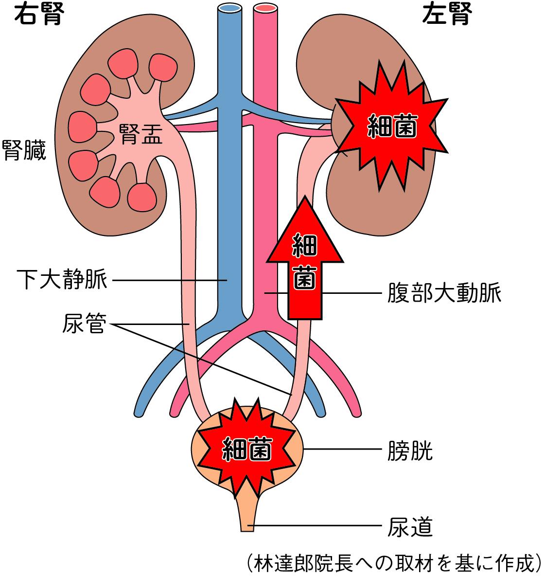 喝完水很快就想小便是怎么回事？深度解析排尿频率异常的原因及应对方法