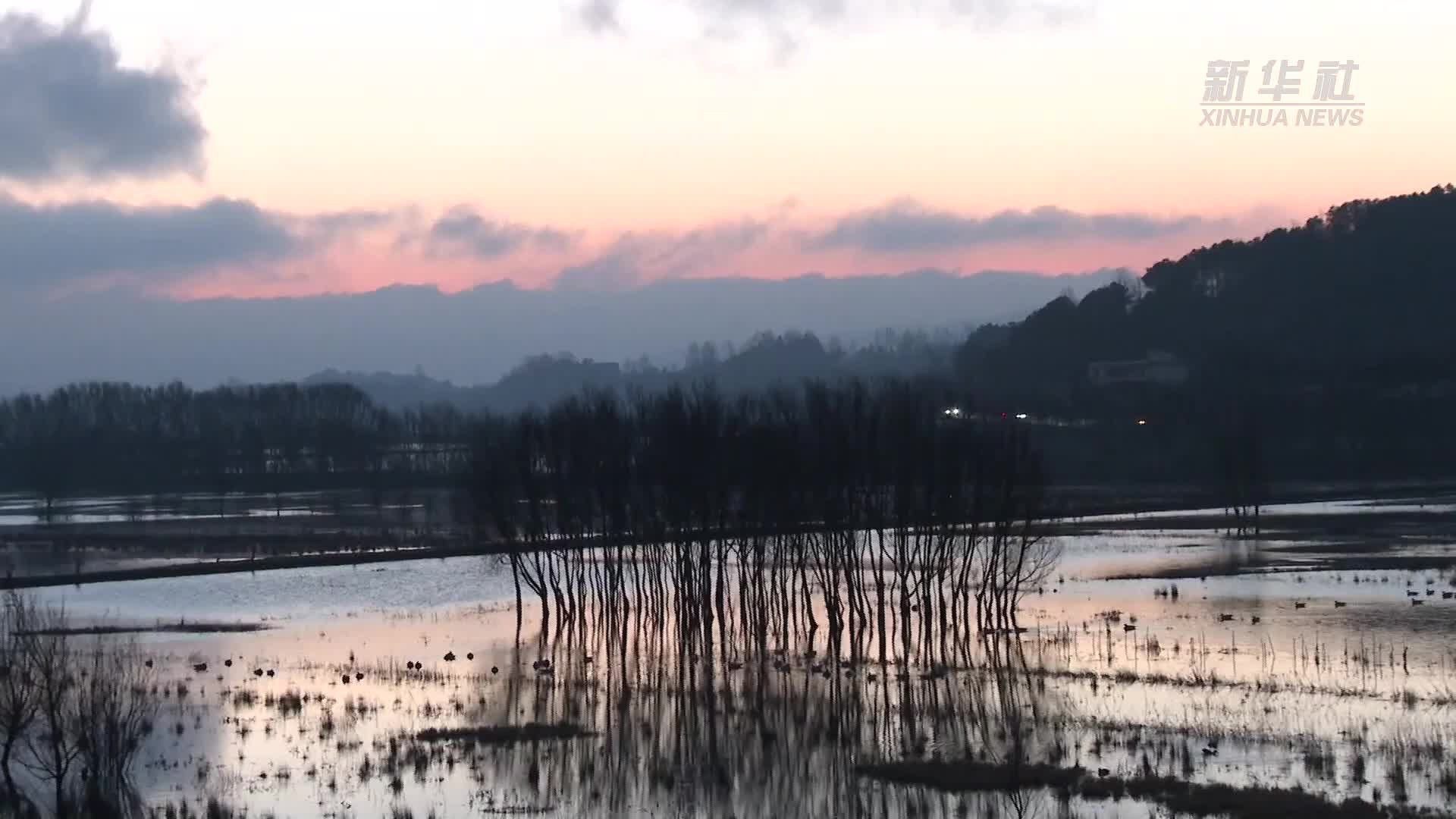 芍药怎么养护：从选种到开花，详解芍药的种植与养护技巧