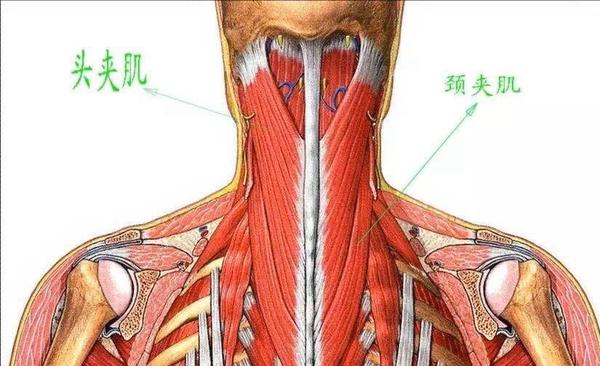 脖子僵硬怎么办？实用指南：缓解疼痛，恢复灵活