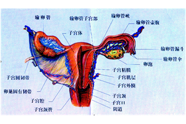 阴道太大怎么办？从医学和精神两个角度解决你的想法